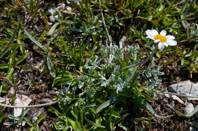 Anthemis cretica / Camomilla montana